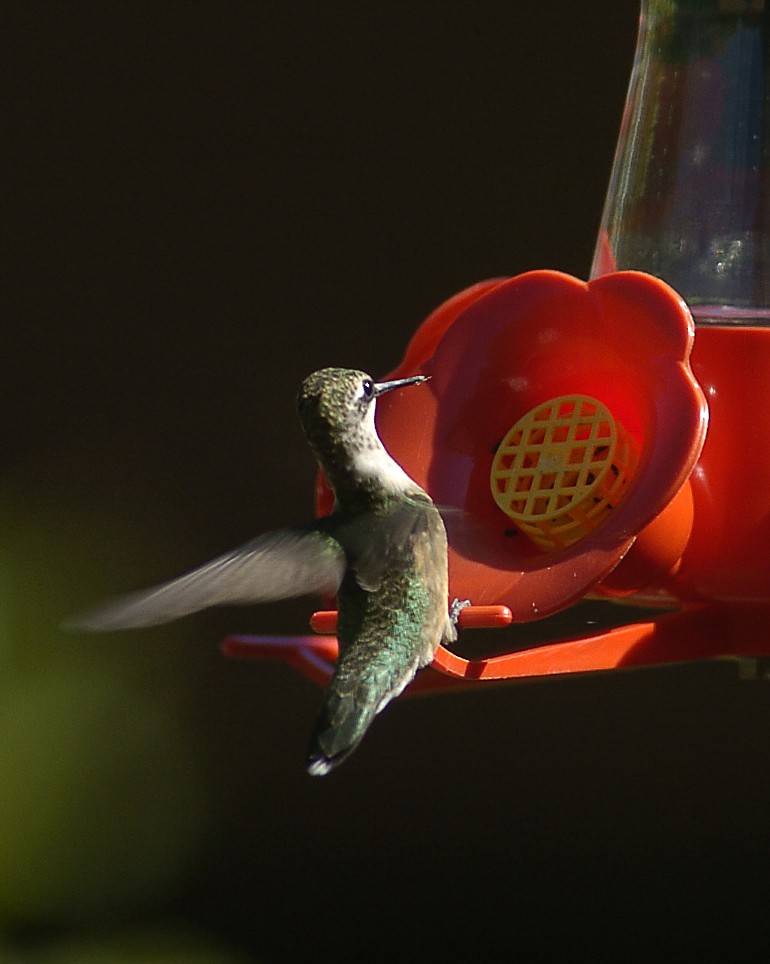 Colibri à gorge rubis - ML44638021