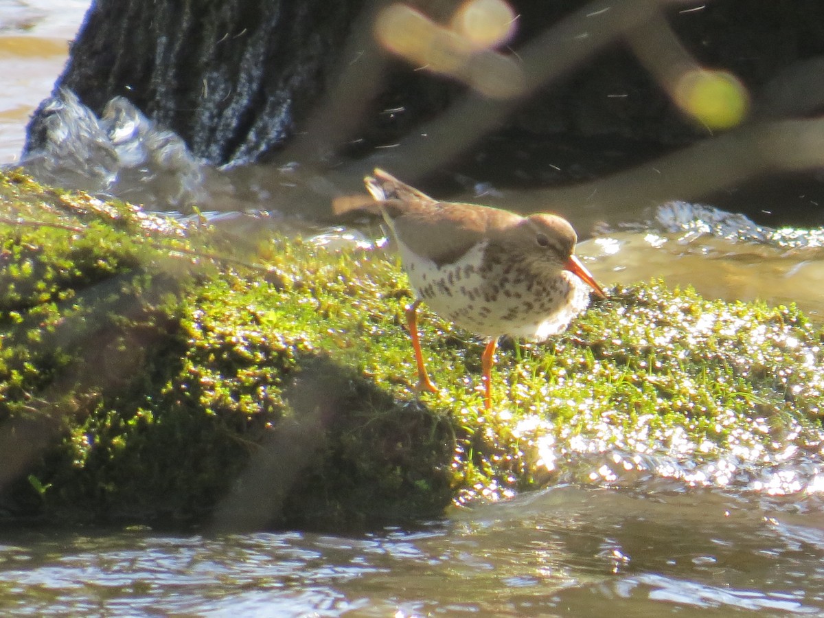 Spotted Sandpiper - Ethan Maynard