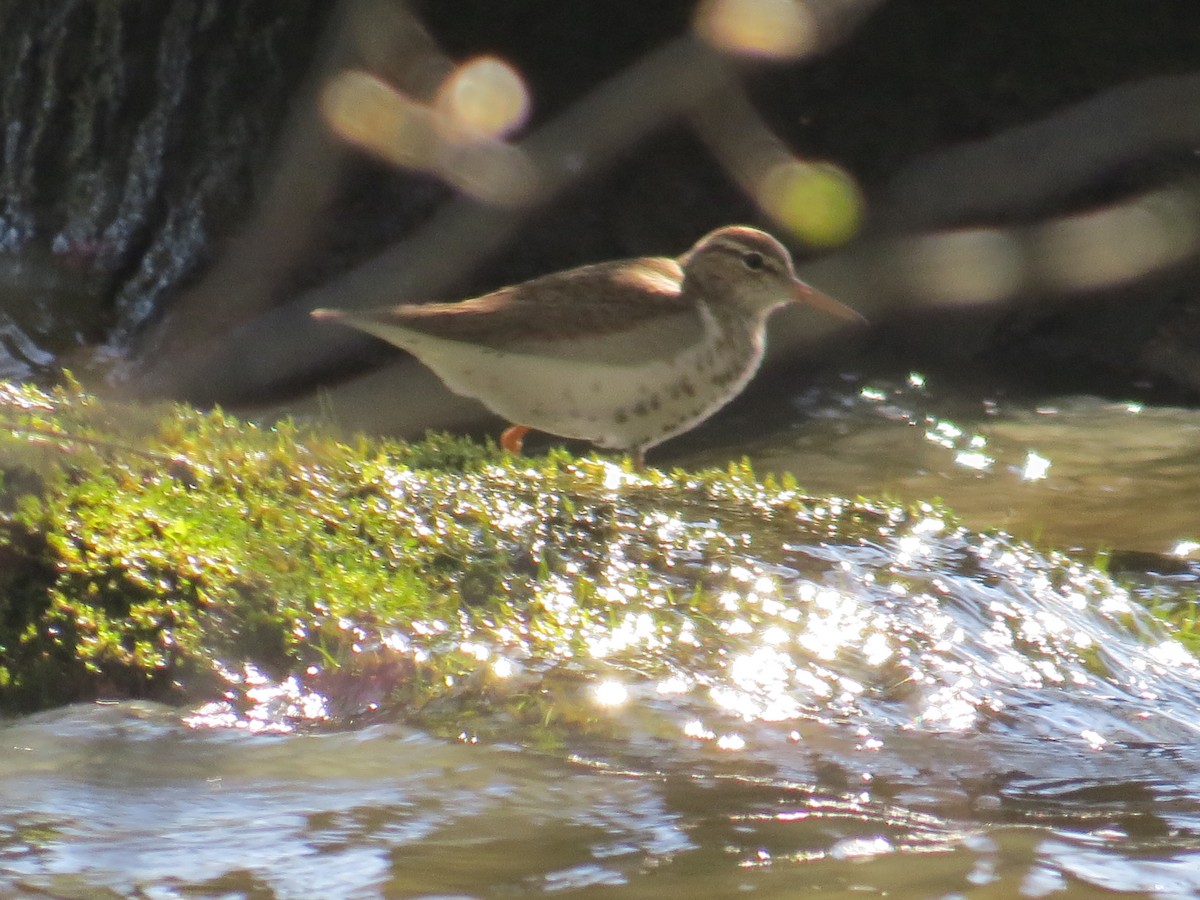 Spotted Sandpiper - Ethan Maynard