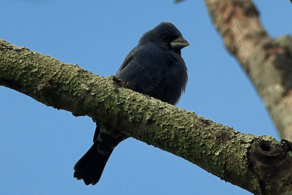 Guiraca bleu - ML446382261