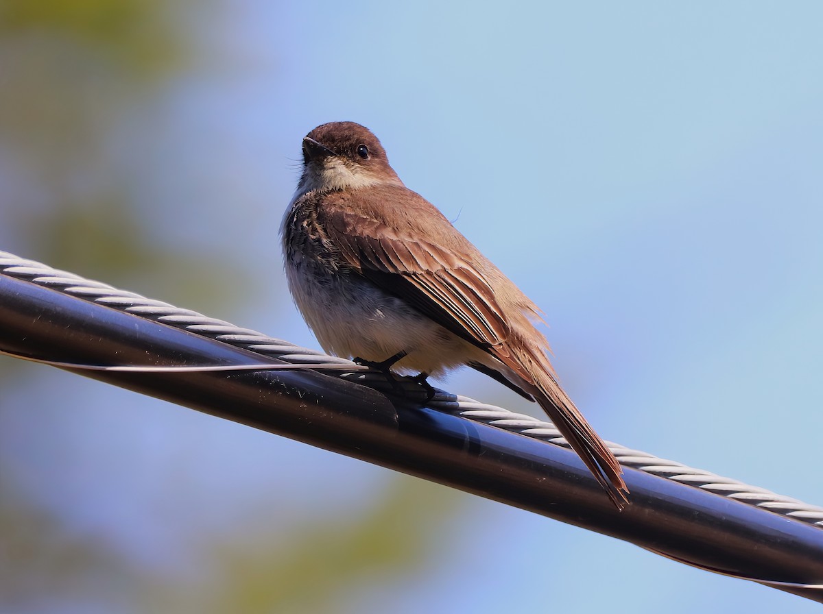 Eastern Phoebe - ML446382381