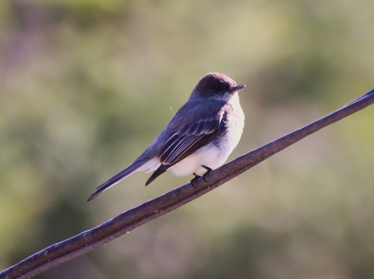 Eastern Phoebe - ML446382391