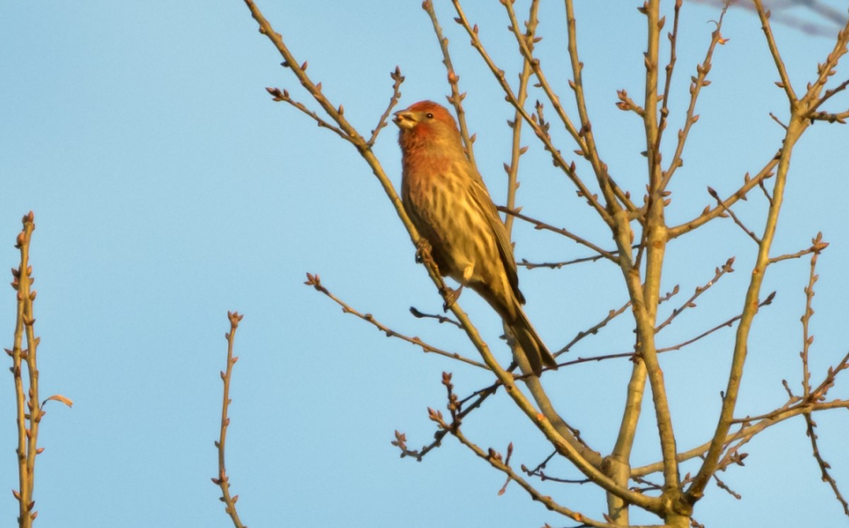 House Finch - ML44638241