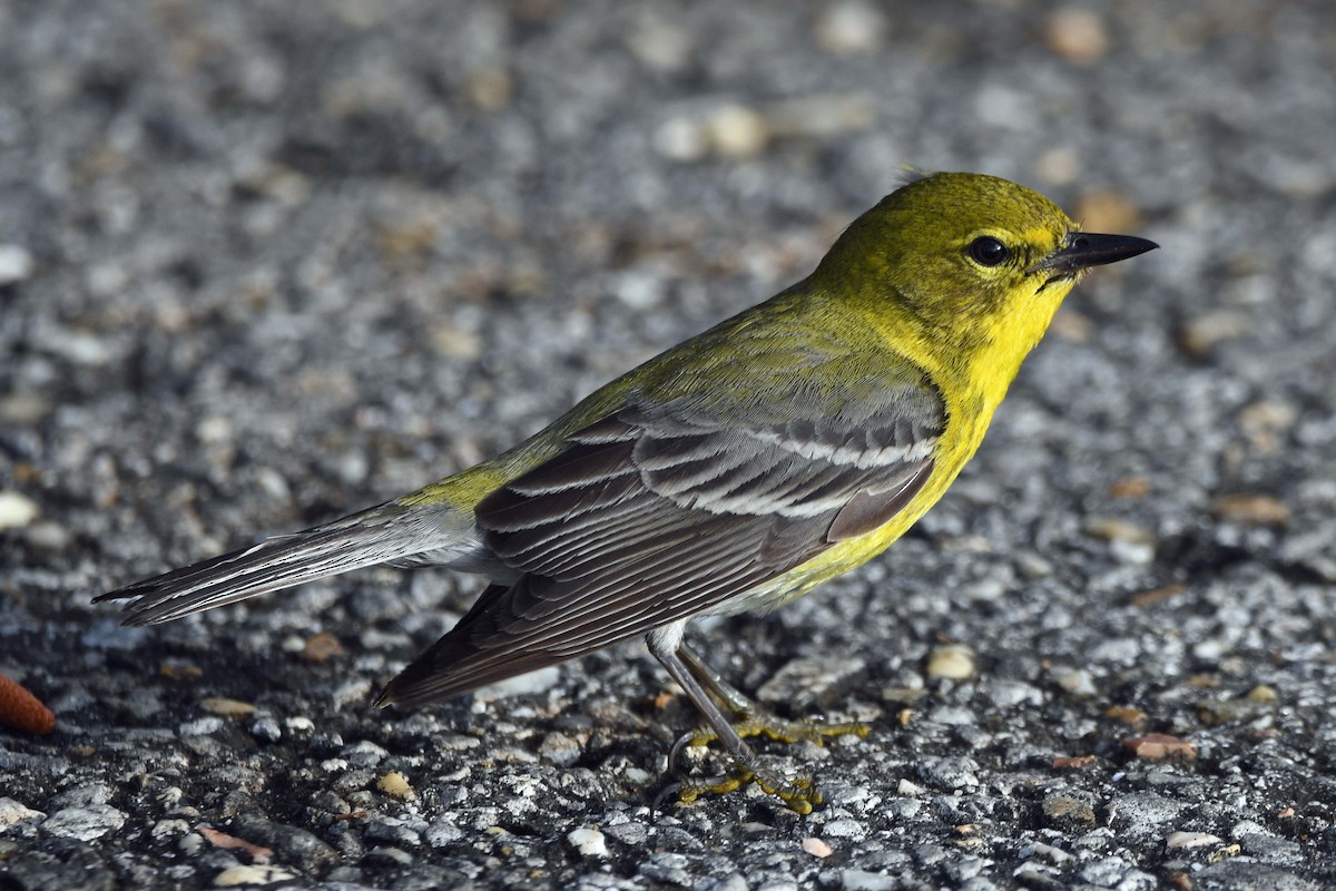 Pine Warbler - ML446382531