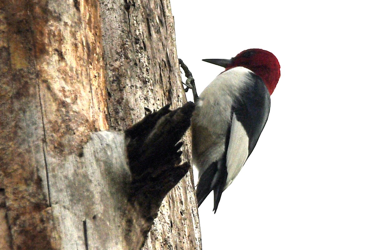 Red-headed Woodpecker - ML446382691