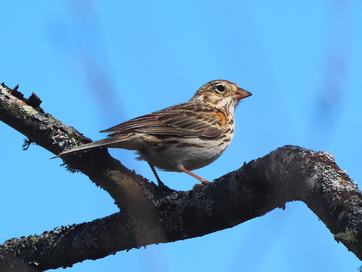 Vesper Sparrow - ML446386611