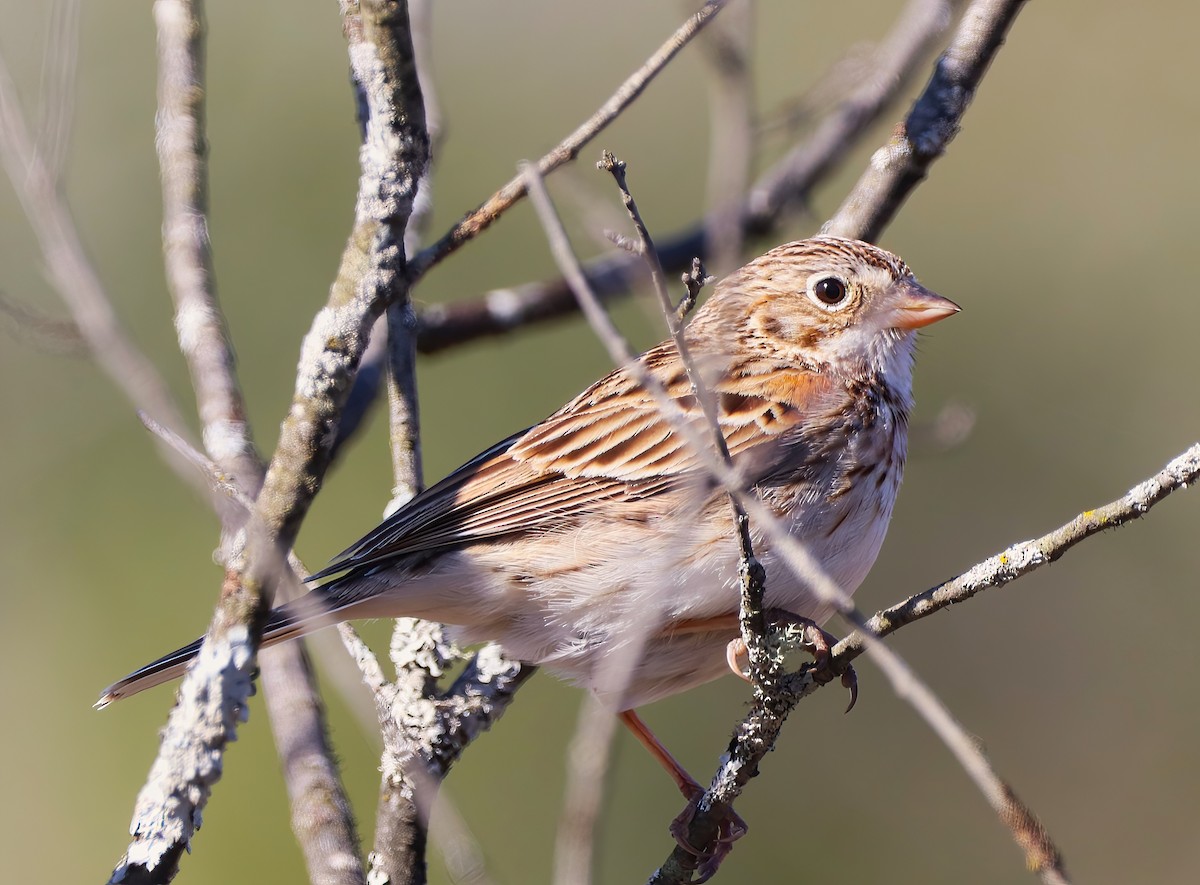 Vesper Sparrow - ML446386631