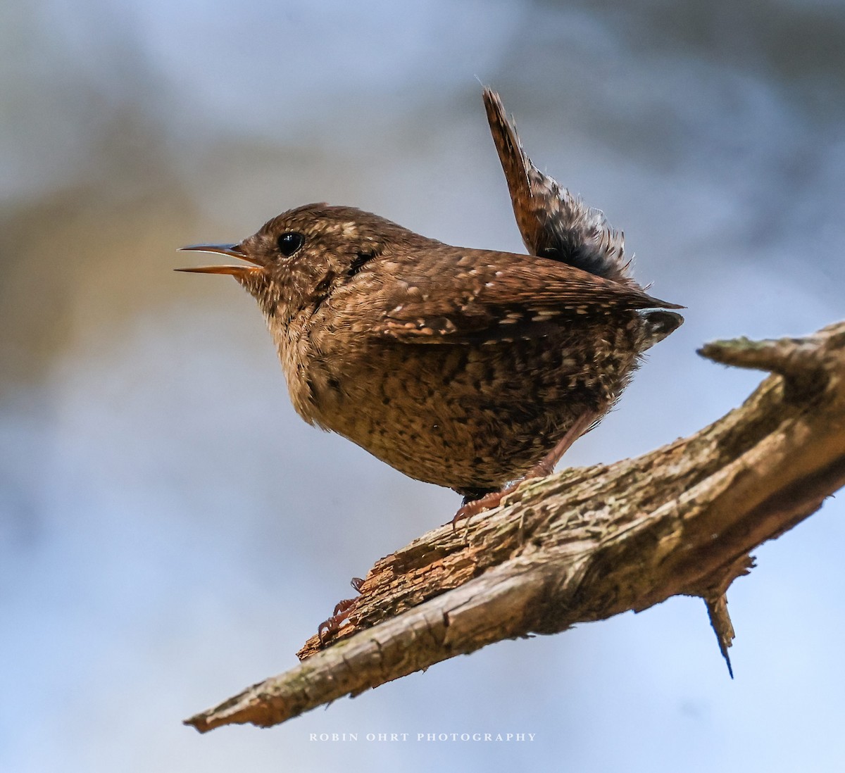 Winter Wren - Robin Ohrt