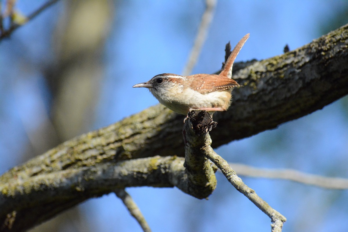 Carolina Wren - ML446390981