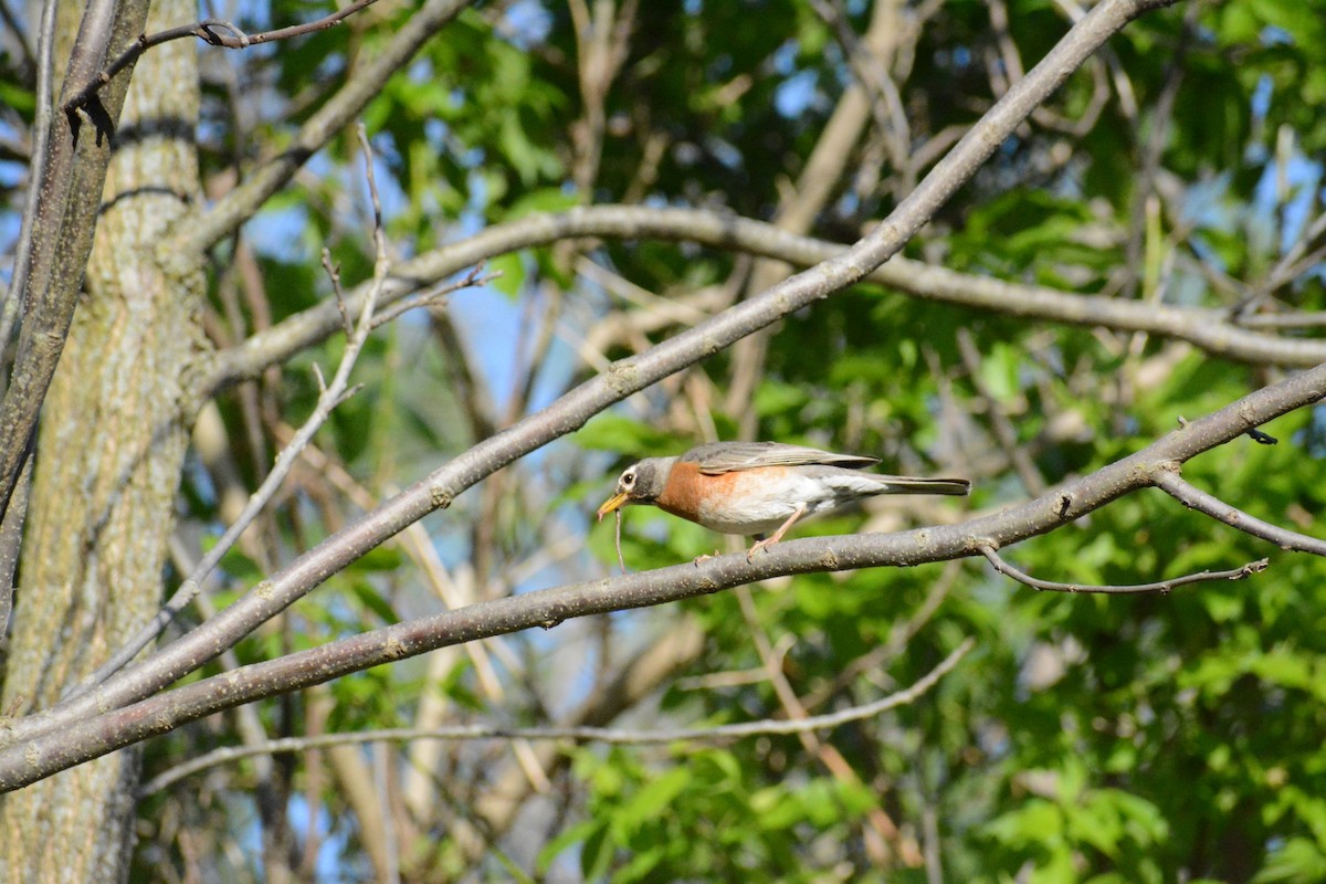 American Robin - ML446391121