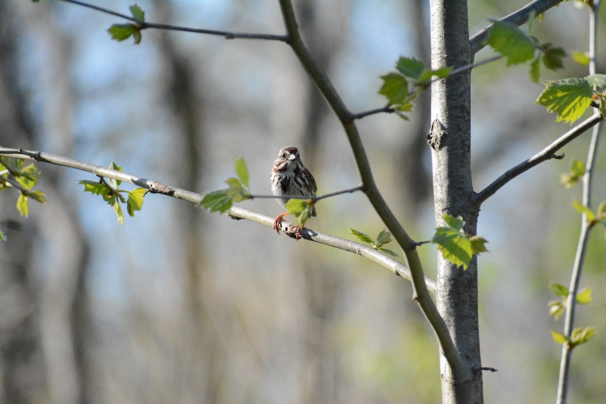 Bruant chanteur - ML446391261