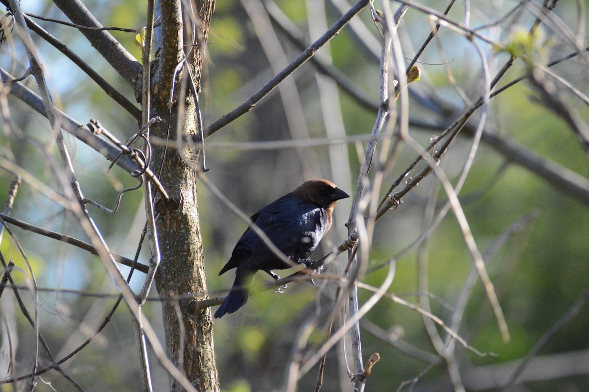 Vacher à tête brune - ML446391281
