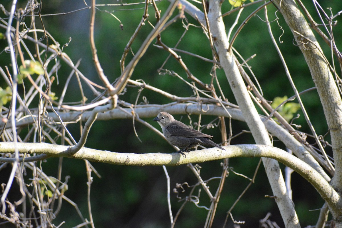 Vacher à tête brune - ML446391361