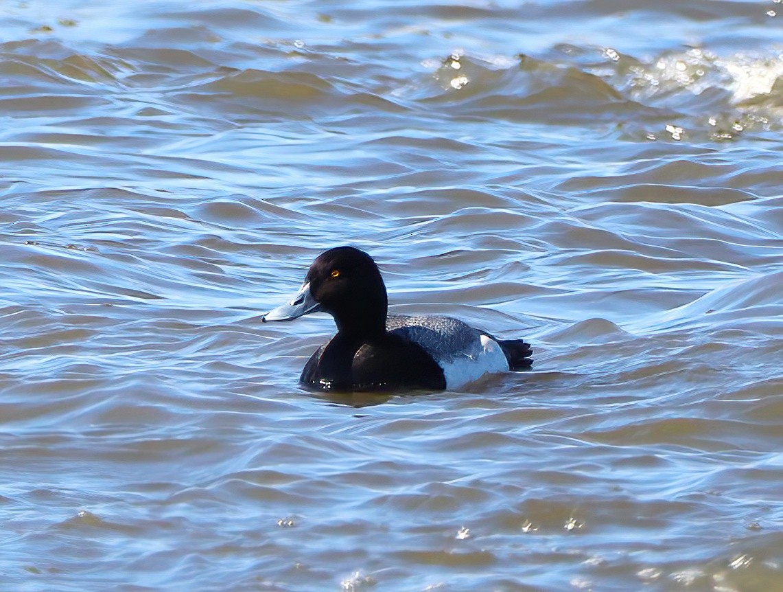 Greater Scaup - ML446391521
