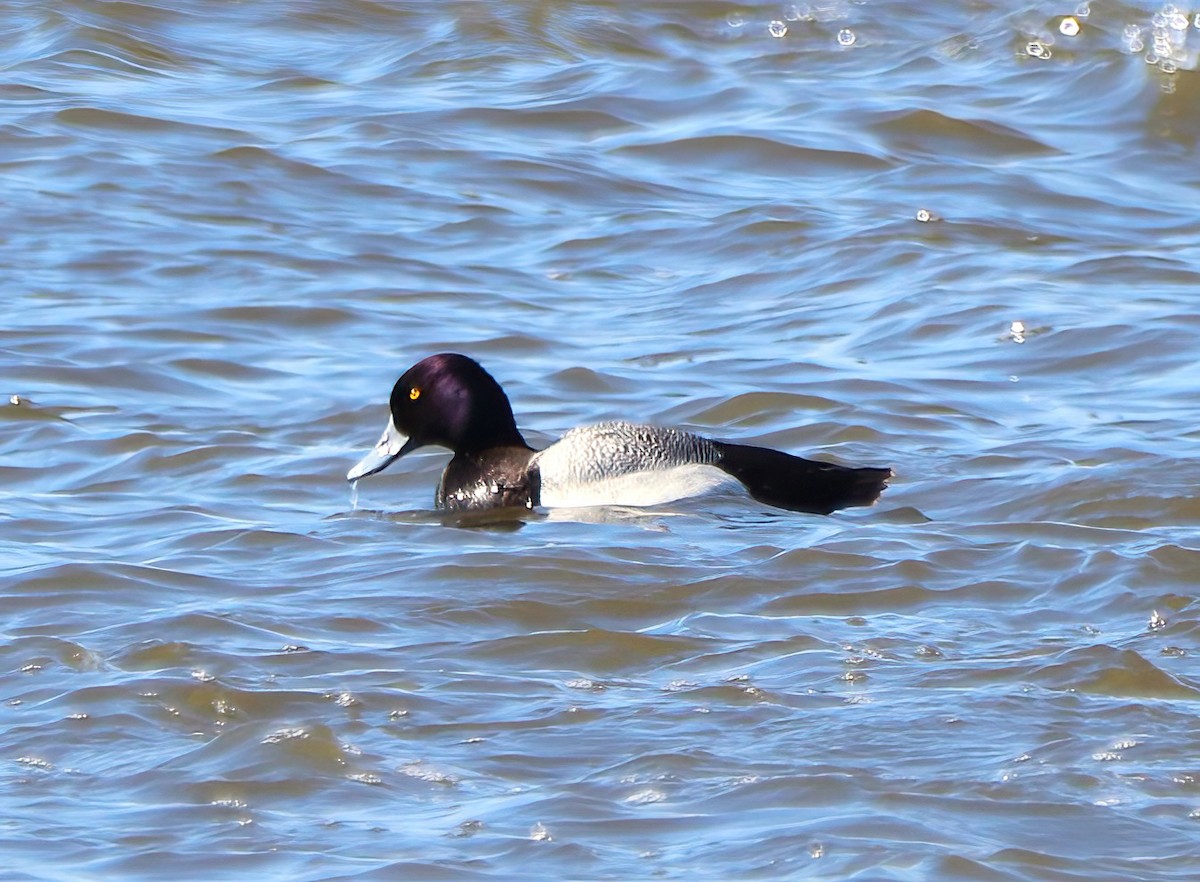 Greater Scaup - Eric Patry