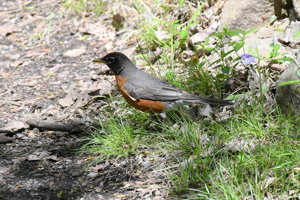 American Robin - Brian Kenney