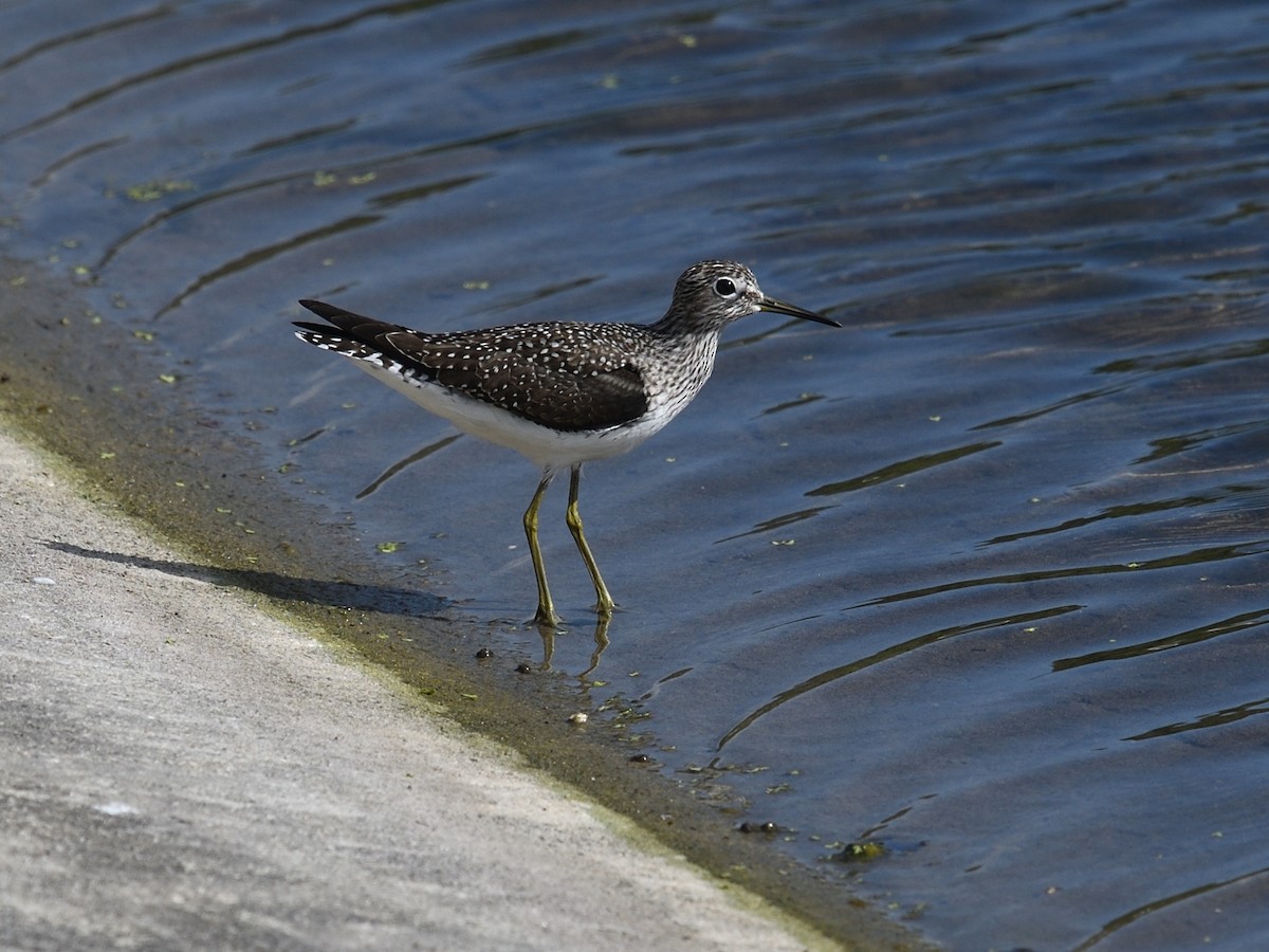 Solitary Sandpiper - Shane Carroll