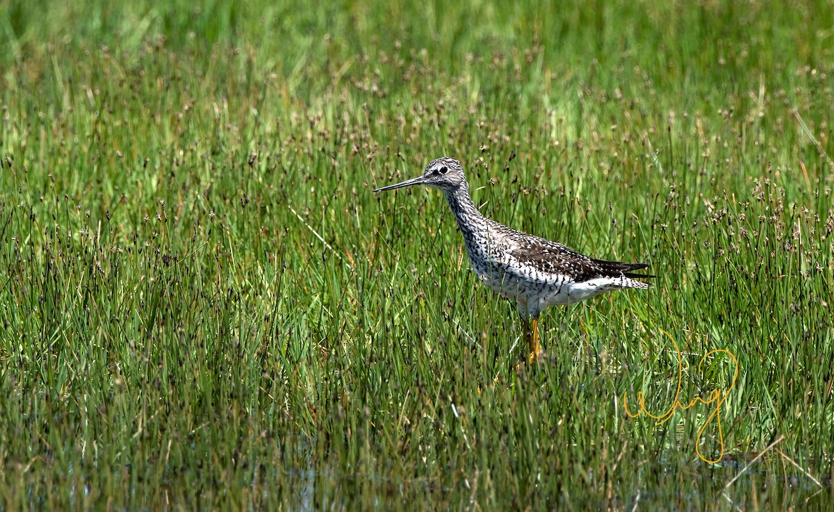 Kuliska hankahori handia - ML446393391