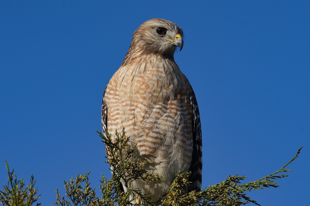 Red-shouldered Hawk - ML446393841