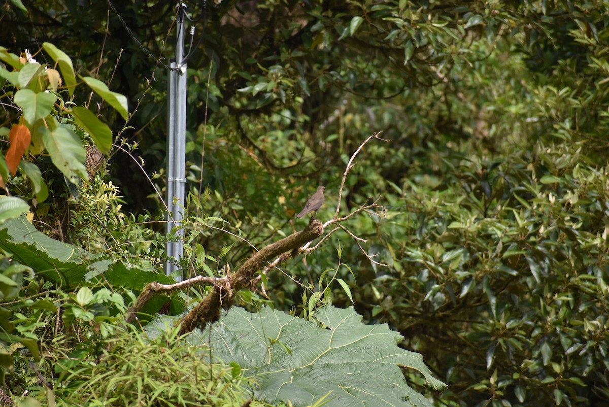 Mountain Thrush - Sean Rowe