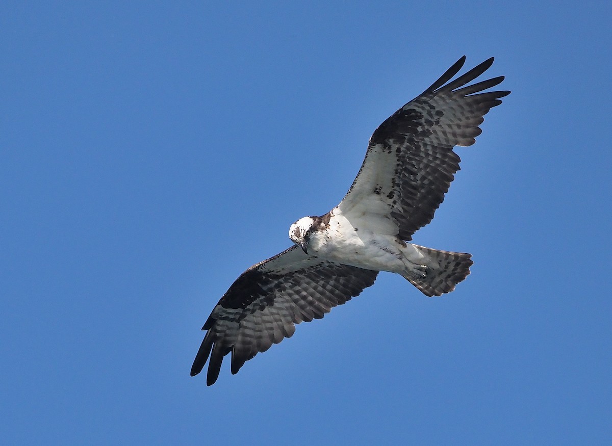 Osprey (carolinensis) - Aidan Brubaker