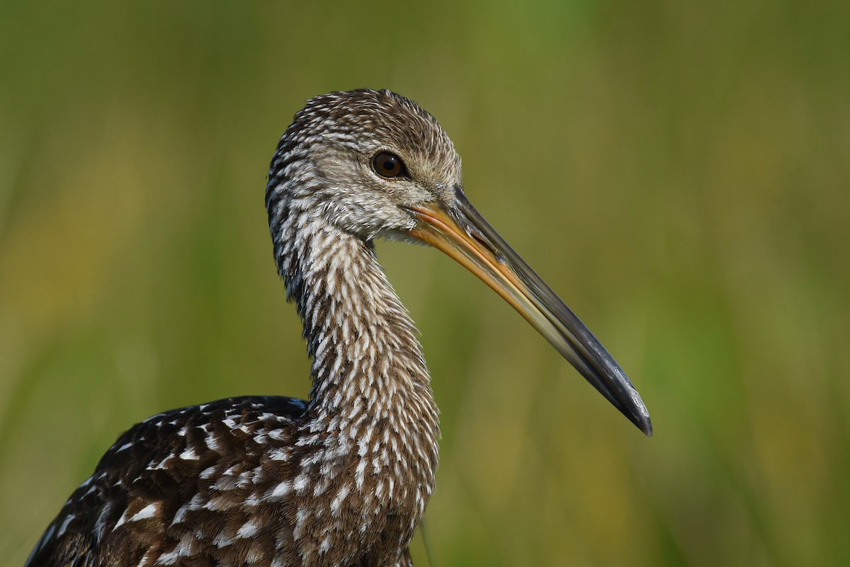 Limpkin - ML446395701