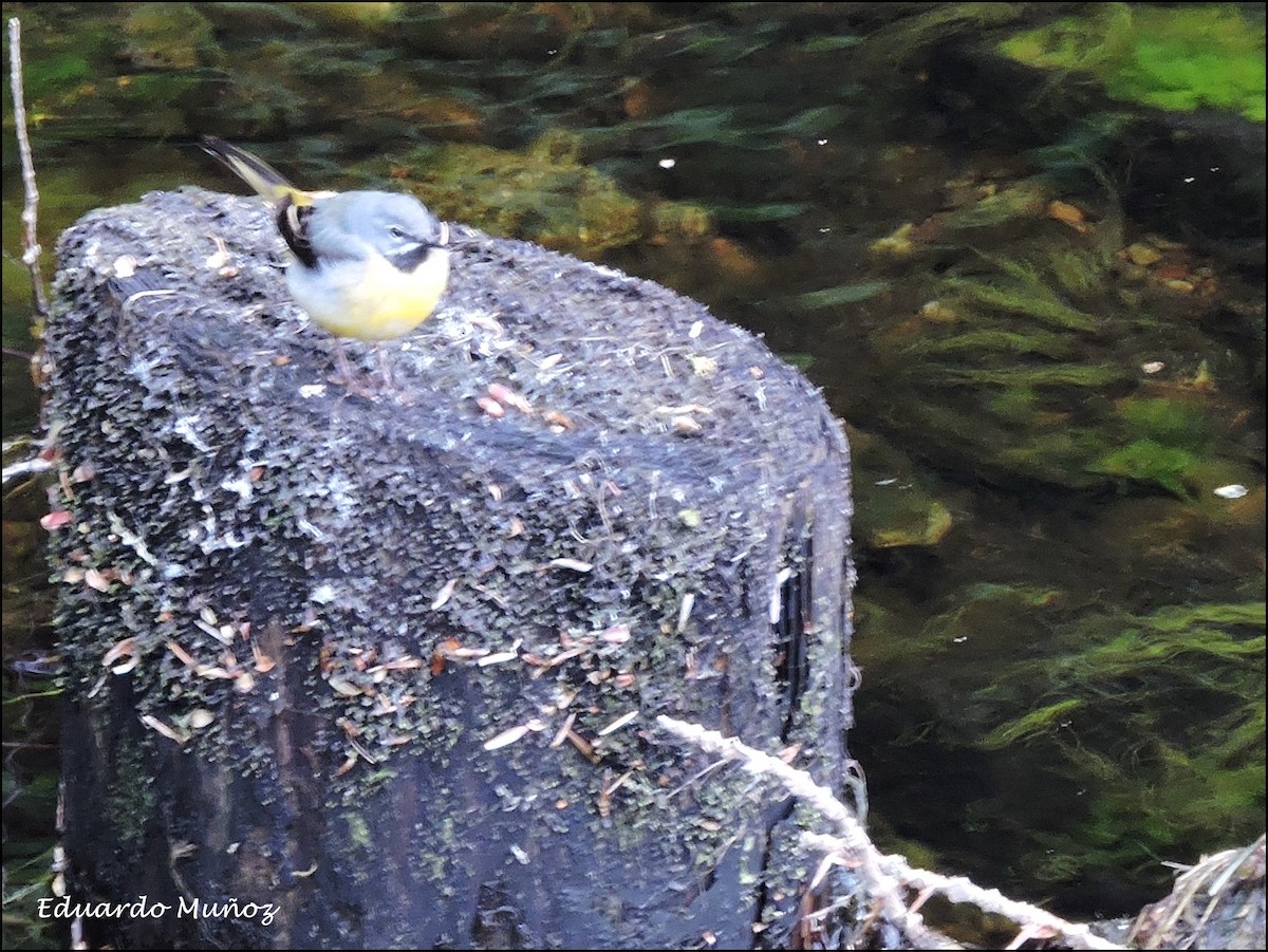 Gebirgsstelze - ML446395801