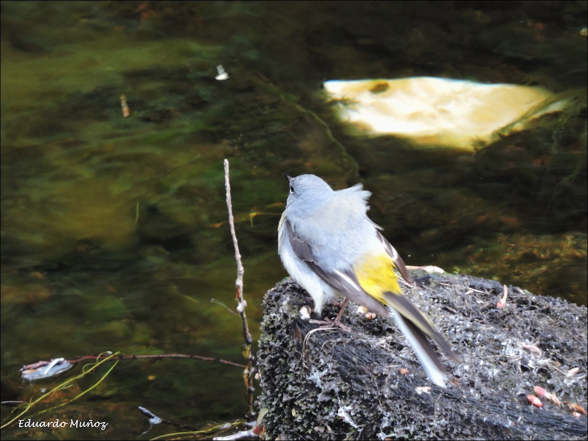 Gebirgsstelze - ML446395831