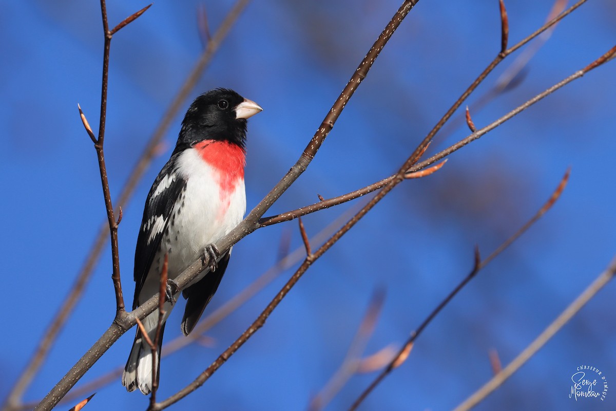 Rose-breasted Grosbeak - ML446396121