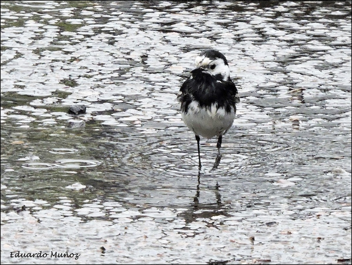 Bachstelze (Trauerbachstelze) - ML446396261