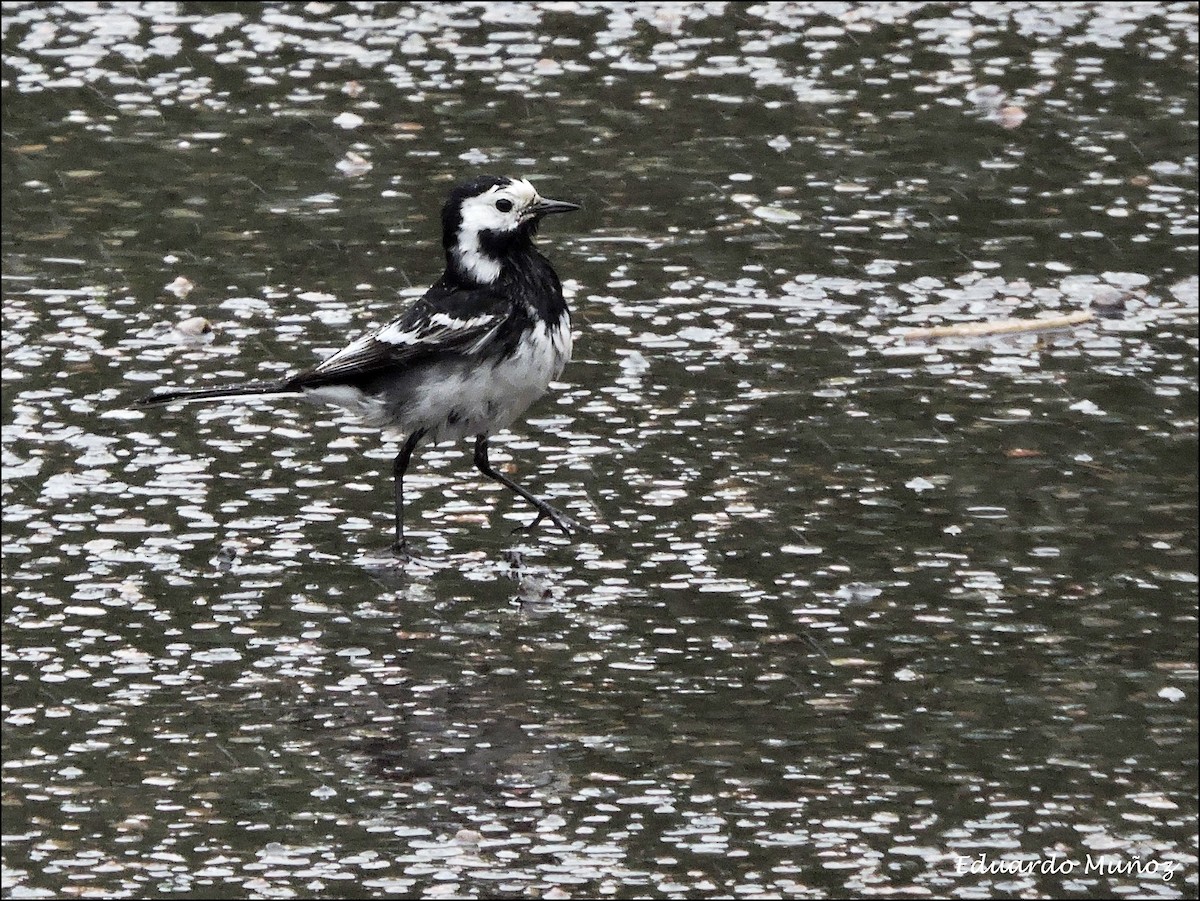 Bachstelze (Trauerbachstelze) - ML446396271