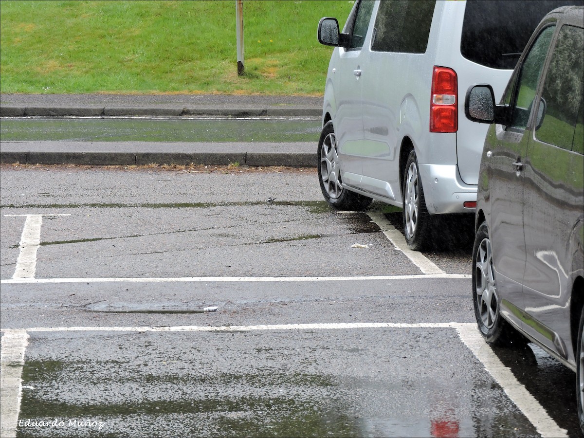 Bachstelze (Trauerbachstelze) - ML446396281