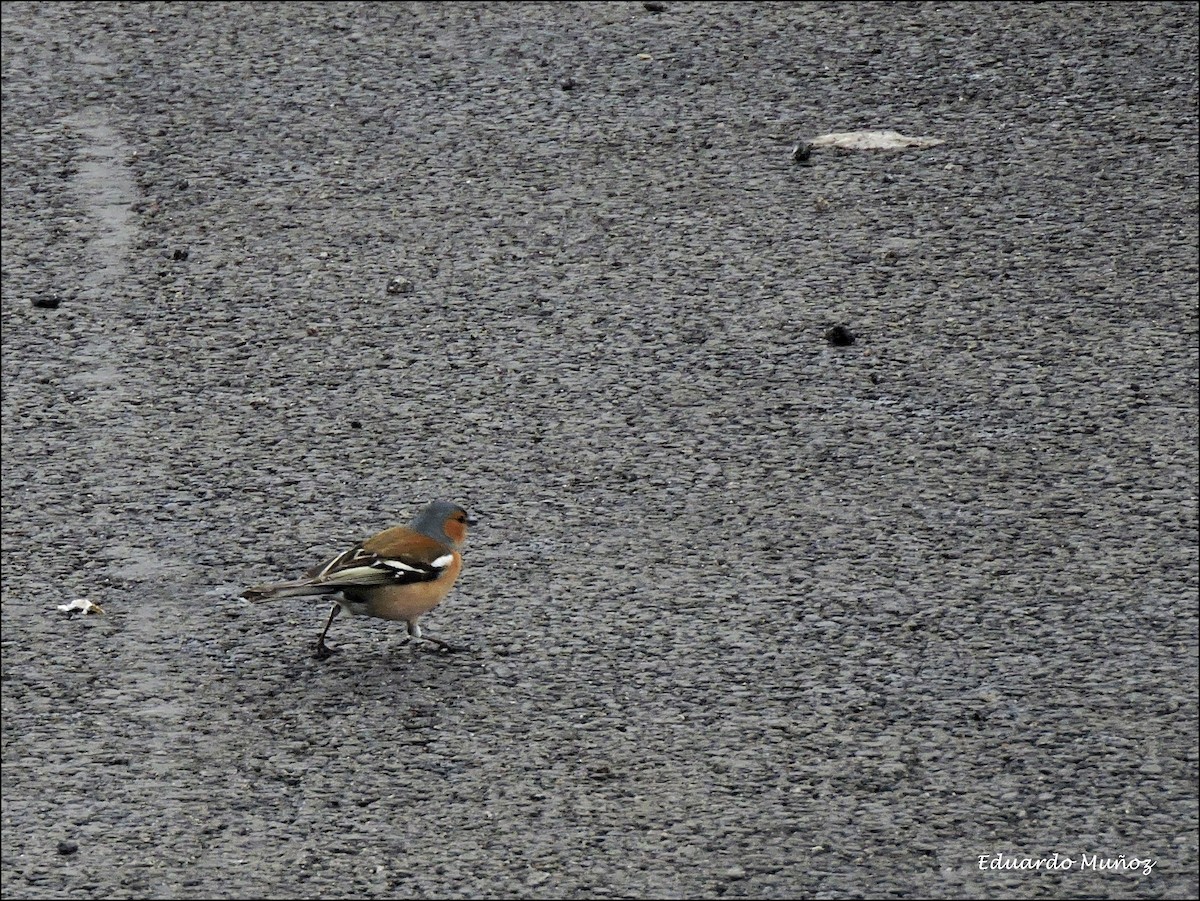 Buchfink - ML446396781