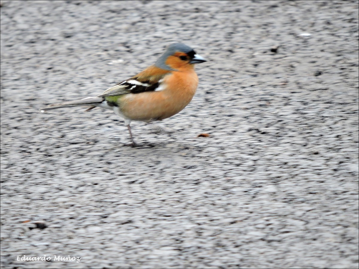 Buchfink - ML446396791