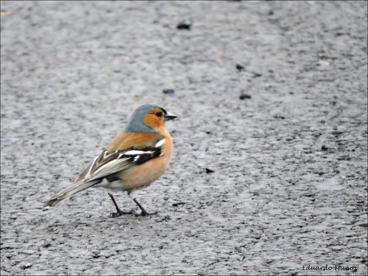 Buchfink - ML446396801