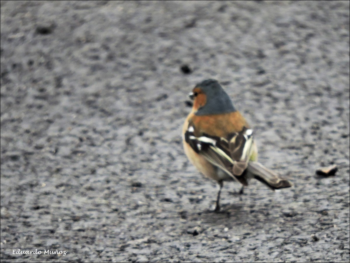 Buchfink - ML446396811