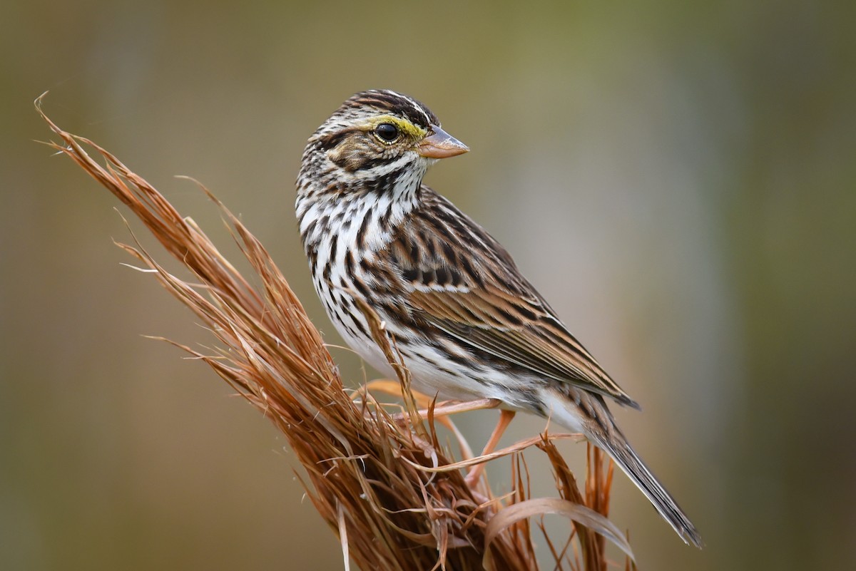 Savannah Sparrow - ML446398391