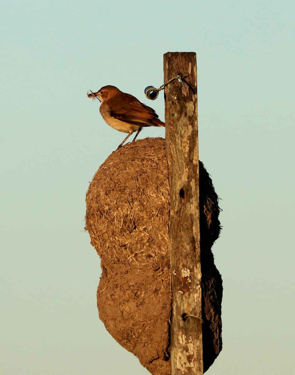 Rufous Hornero - Ricardo Battistino