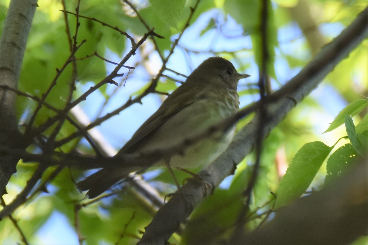 Gray-cheeked Thrush - ML446399781