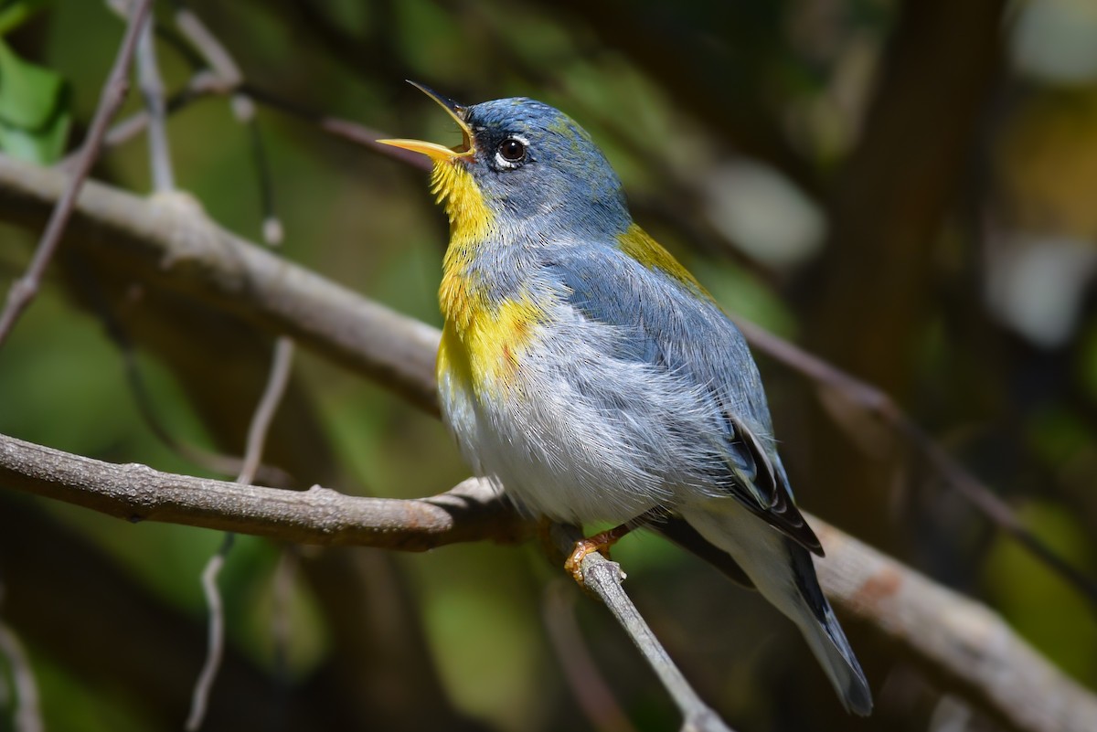 Northern Parula - ML446400581