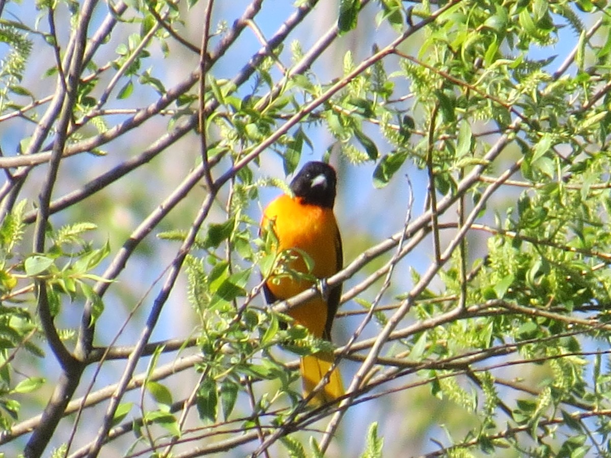 Baltimore Oriole - ML446400671