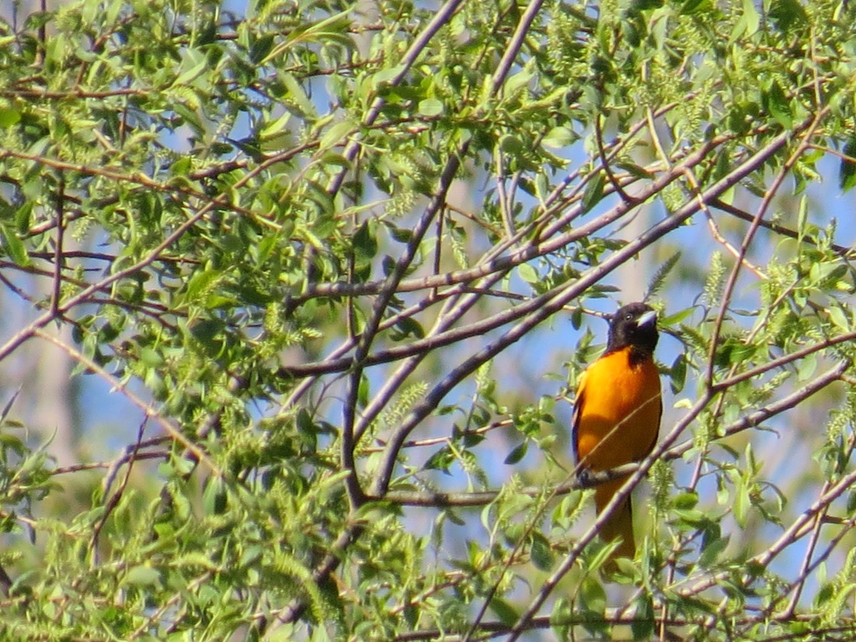 Baltimore Oriole - ML446400711