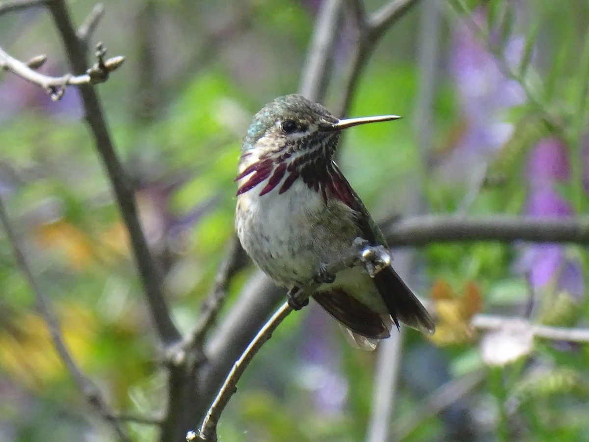 Calliope Hummingbird - ML446401991