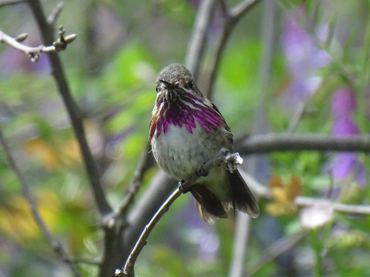 Calliope Hummingbird - ML446402011