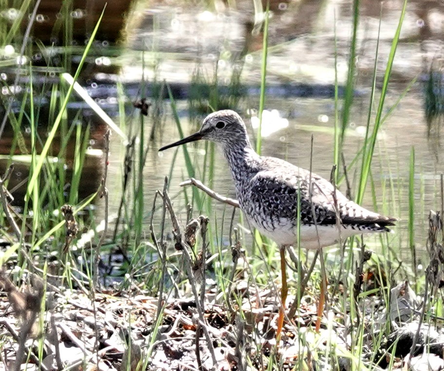 Lesser Yellowlegs - ML446402201