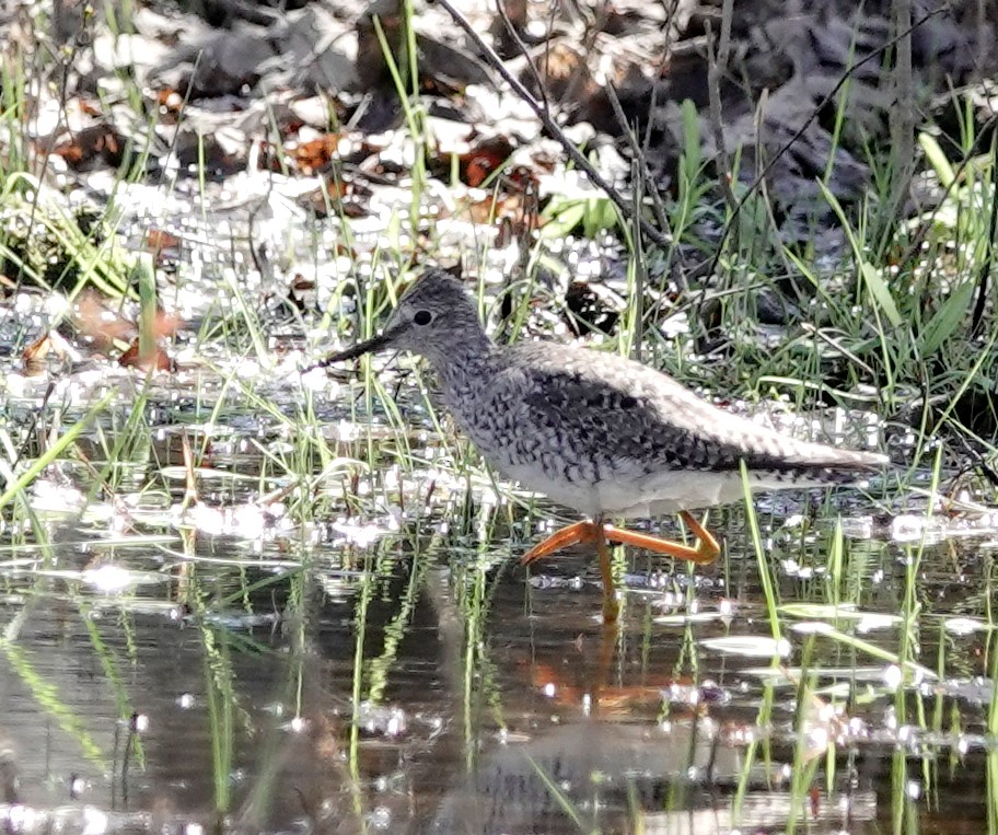 Lesser Yellowlegs - ML446402261