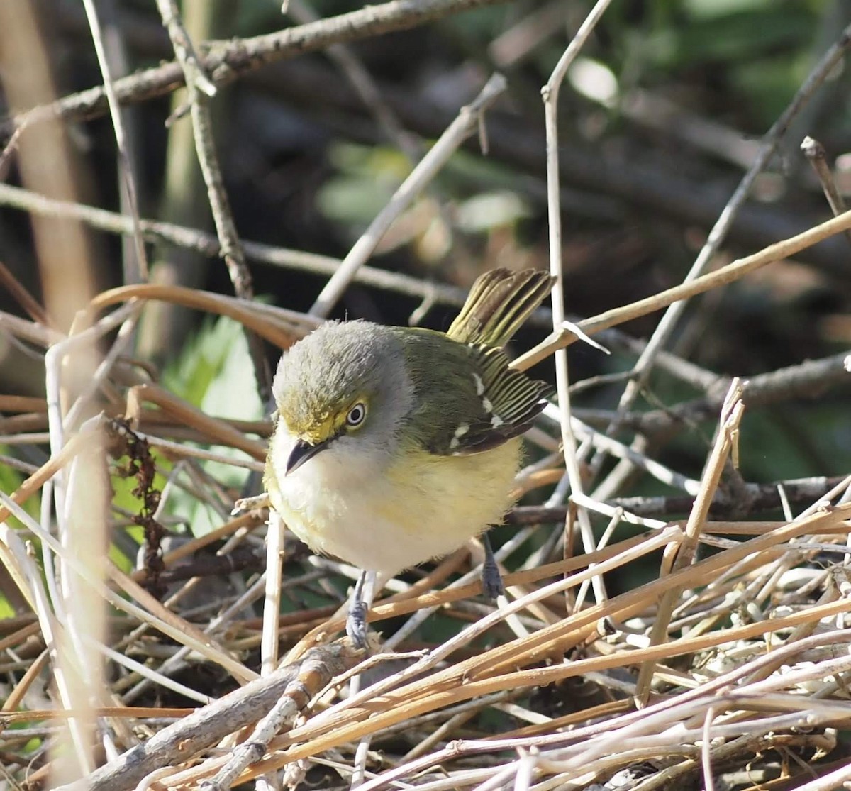 White-eyed Vireo - ML446403361