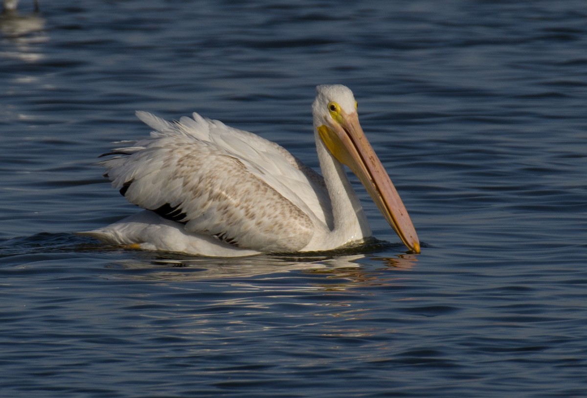 American White Pelican - ML446404891