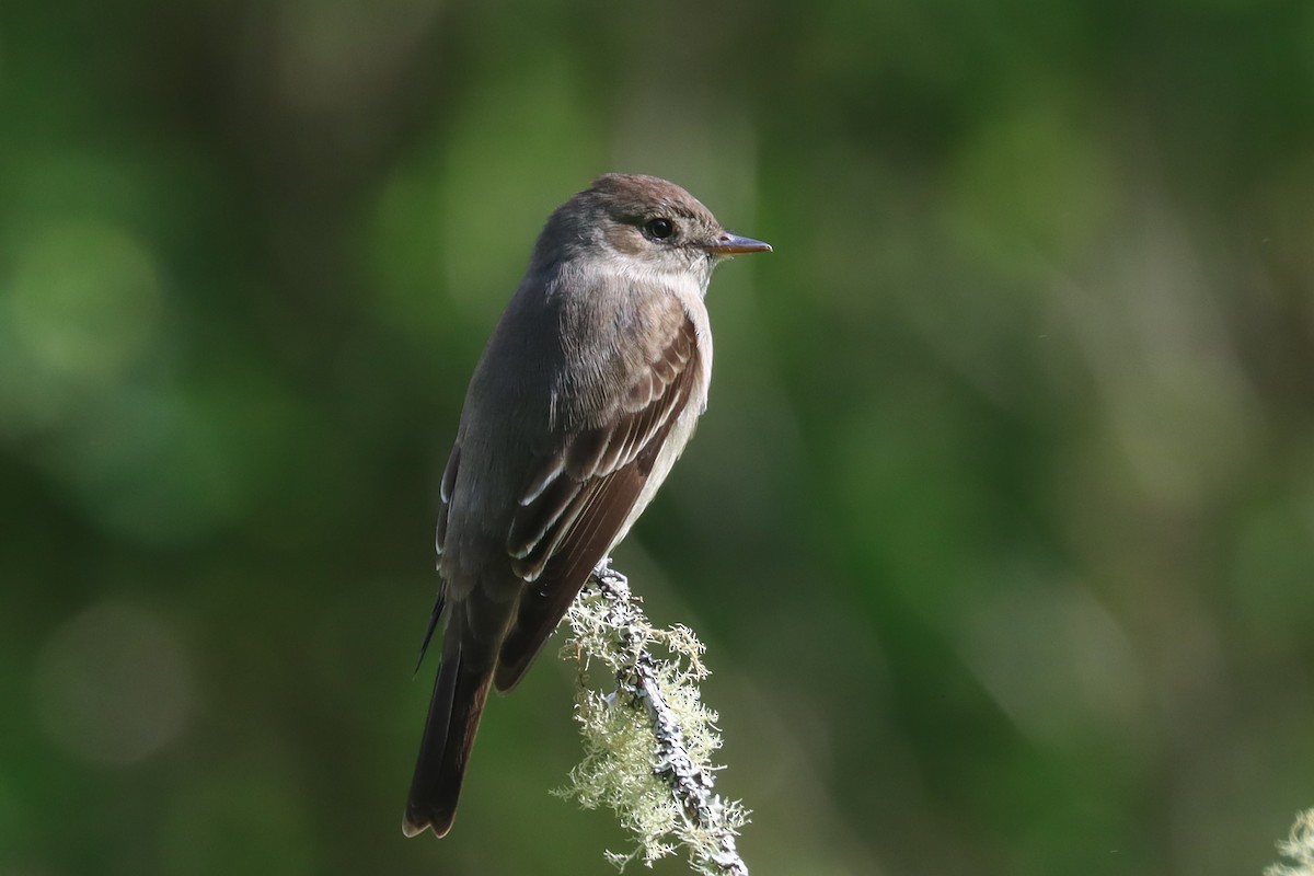 Western Wood-Pewee - ML446405191