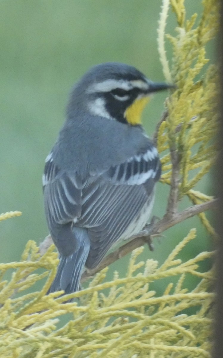 Yellow-throated Warbler - ML446405301